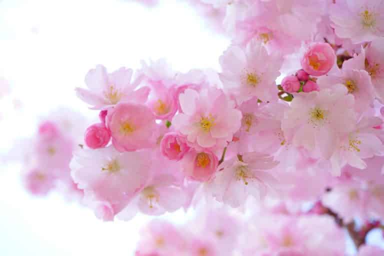pink gb1189dc87 1920 מעלת ברכת המזון בכוונה 8