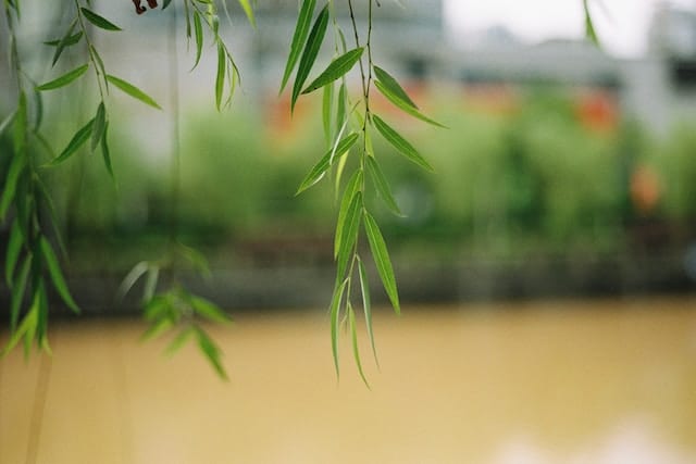 macro jr 0C5n g6PJE8 unsplash 1 מה הפירוש של הערבה ביהדות 1