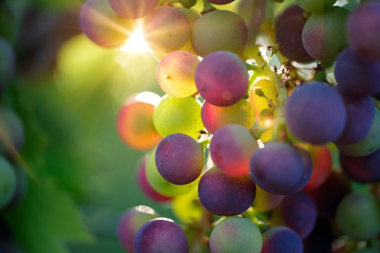 grapes 3550733 1280 מה זה עונג שבת? 7